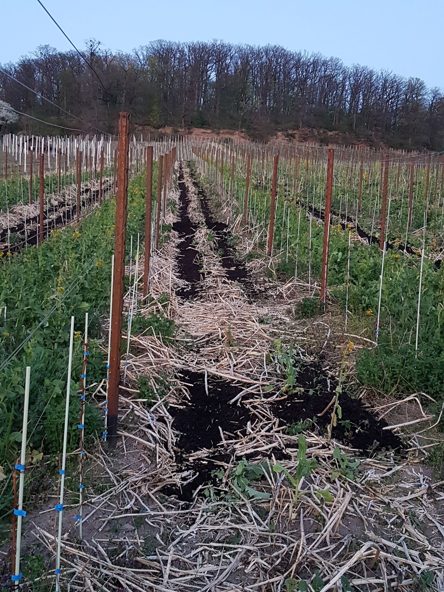 Das Jahr im Weingut Kistenmacher & Hengerer
