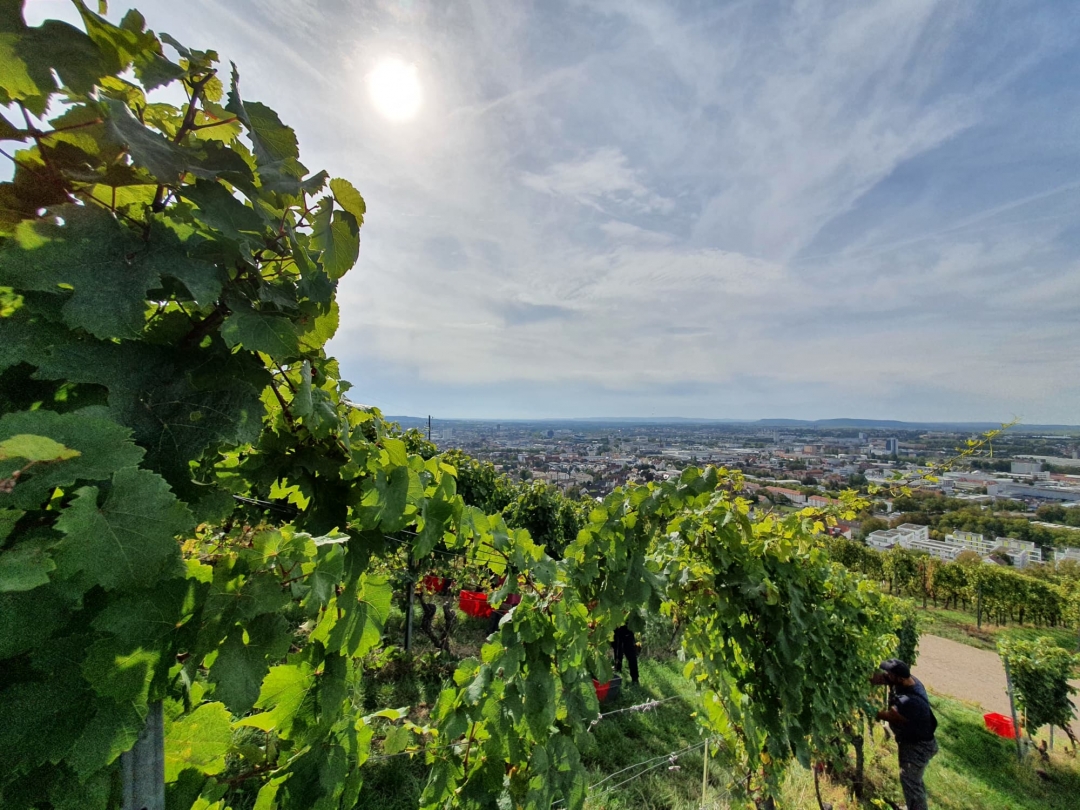 Das Jahr im Weingut Kistenmacher &amp; Hengerer