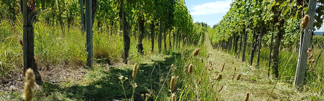 Das Jahr im Weingut Kistenmacher &amp; Hengerer