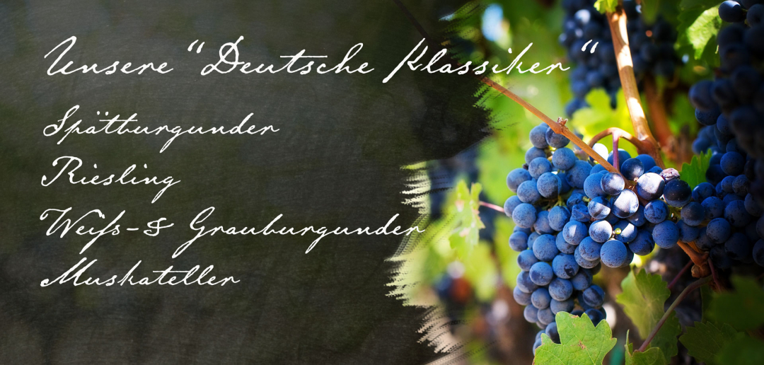 Rebsorten im Weingut Kistenmacher & Hengerer