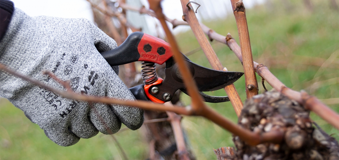 Das Jahr im Weingut Kistenmacher &amp; Hengerer